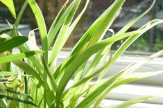 green plants are growing in front of a window