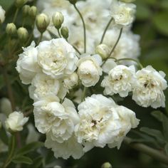 white flowers with green leaves in the background