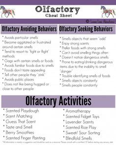 Sensory Processing Explained This Not That, Olfactory Sensory Activities, Sensory Avoider Activities, Olfactory System, Sensory Disorder, Visual Processing, Sensory Therapy, Sensory System, Sensory Diet