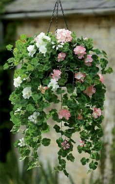 a hanging basket filled with pink and white flowers