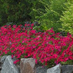 red and pink flowers are growing on the rocks