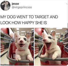 a dog sitting in a shopping cart with its mouth open