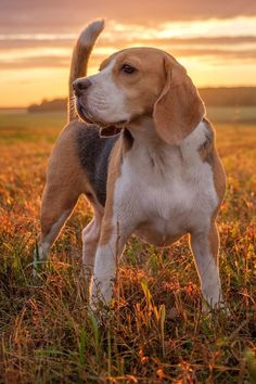 Beagle Colors, Pretty Dogs, Dog Wallpaper, Dog Drawing, 귀여운 동물