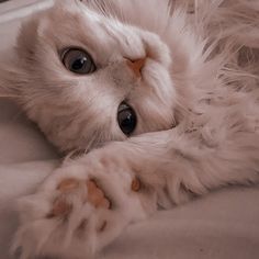 a white cat laying on its back with it's paws spread out and eyes wide open