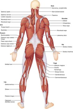 the muscles are labeled in this diagram