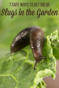 a slug crawling on a green leaf with text overlay saying 7 safe ways to get rid of slugs in the garden