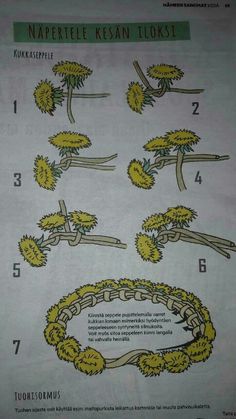 the instructions for how to make a kale tree