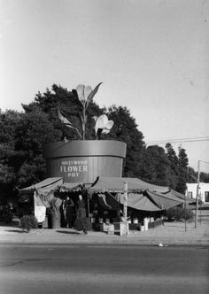 an old black and white photo of a flower pot