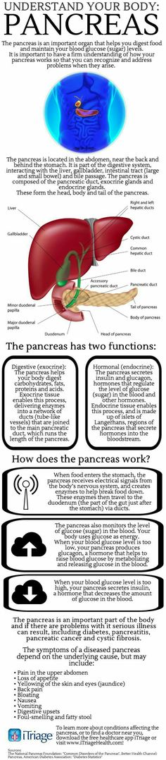 the anatomy of the liver and its functions