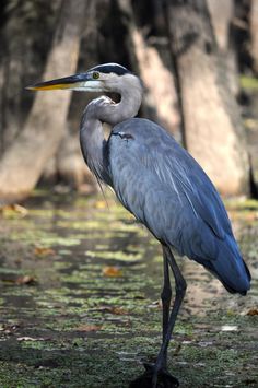 a large bird standing on top of a grass covered field next to trees and water