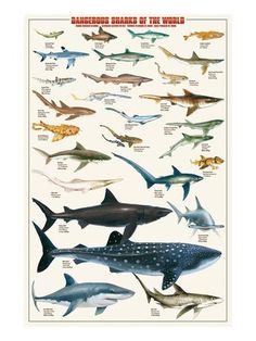 an image of sharks of the world