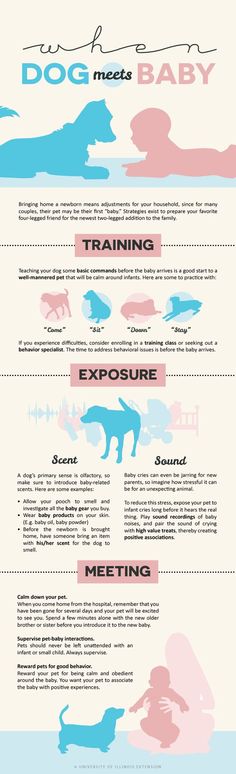 an info sheet showing the different types of dogs and their names in english, spanish, and