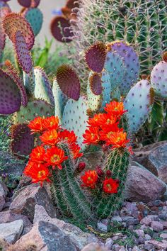 several cactus plants with red flowers in the middle of some rocks and gravel on a sunny day