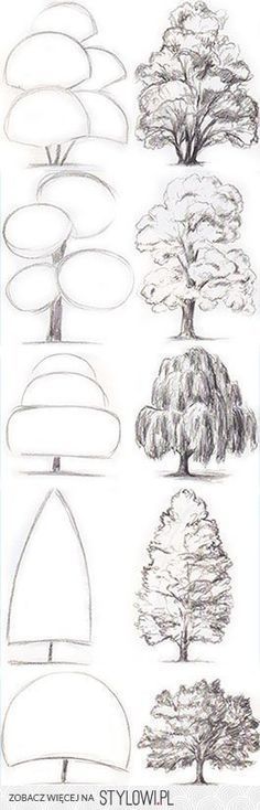 the different types of trees and their branches are shown in this drawing lesson, which shows how