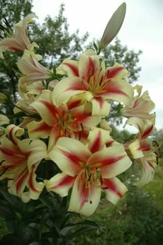 a bunch of flowers that are in a vase on a table near some grass and trees