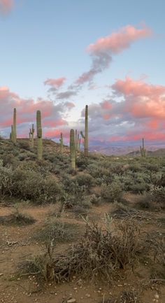 the desert is full of cacti and cactus plants at sunset with pink clouds in the background