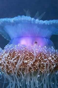 an image of a jellyfish in the water