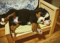 a dog laying on top of a wooden chair next to a stuffed animal toy in it's mouth