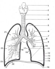 diagram of the human body and lungs