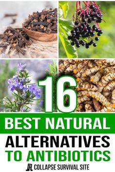 16 Best Natural Alternatives to Antibiotics Homemade Antibiotic, Natural Antibiotic, Medicinal Herbs Garden, Medical Herbs, Natural Alternatives, Natural Antibiotics, Home Health Remedies, Herbs For Health