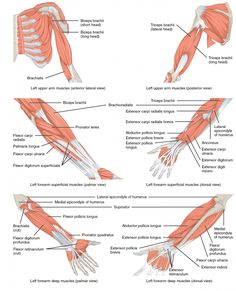 muscles of the upper limb and lower limb