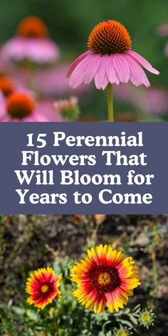 flowers with the words 15 perennial flowers that will bloom for years to come on it