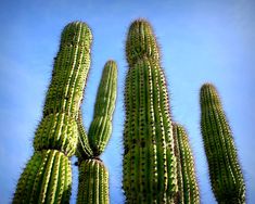 several green cactus plants against a blue sky