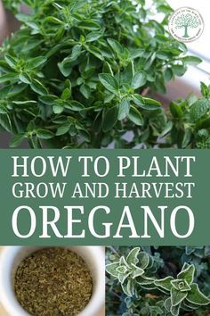 how to plant and harvest oregano