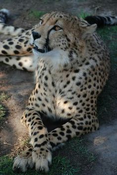 a cheetah laying down on the ground with it's eyes open