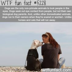 Dogs facts - WTF fun facts 3 Dogs, Dog Facts, Random Facts, Bedroom Door, Dog Runs, Animal Facts, Dog Parents, Eye Contact, The More You Know