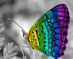 a colorful butterfly sitting on top of a leaf with a caption that reads, your wings are ready all you have to do is fly