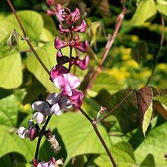 Tips for Growing Purple Hyacinth Bean Vines: How to Grow Purple Hyacinth Beans annual vine Bean Growing, Perennial Flowering Vines, Hyacinth Purple, Courtyard Plants, Purple Tips, Best Perennials