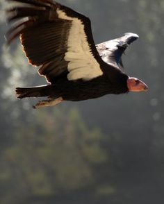 a large bird flying through the air with it's wings spread