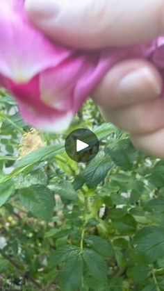 a person is holding a flower in their hand and touching it with the other hand