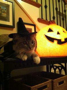 a cat sitting on top of a table next to a jack - o'- lantern