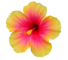 a bright yellow and pink flower on a white background