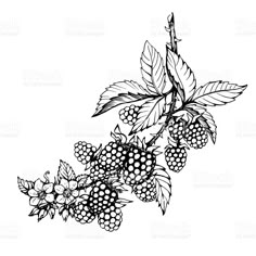 black and white drawing of berries on a branch