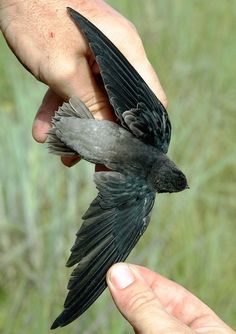 a bird that is sitting on someone's hand with it's wings spread