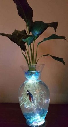 a plant in a vase filled with water