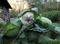 a cat that is laying down on some leaves in the grass with it's eyes closed