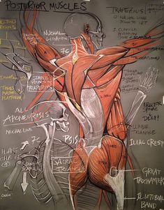 a drawing of the muscles and their functions on a gray background with words written below it