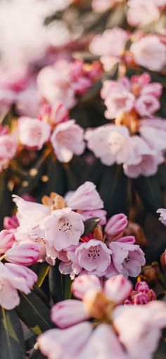 pink flowers are blooming in the sun