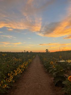 a sunflower field with a dirt path leading to the sky and clouds in the distance