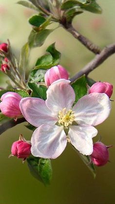 pink and white flowers blooming on a tree branch