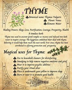 Thyme timeless Herb Witchery Wall Art Poster | Etsy Cyprus Magickal Herbs, Witch Herbs, Green Witchcraft, Magic Spell Book, Grimoire Book, Magic Herbs, Kitchen Witchery, Magical Herbs, Wiccan Spell Book