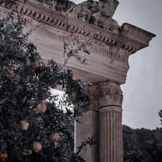 an old building with columns and fruit on the tree branch in black and white photo