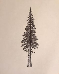 a pencil drawing of a pine tree on a piece of paper with the top half cut off