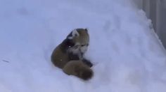 a brown and white dog sitting in the snow with its paw on it's face