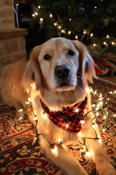 a dog sitting on the floor with christmas lights around it