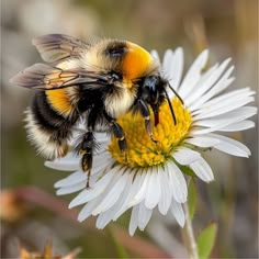 a bee sitting on top of a white flower